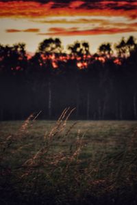 View of plants at sunset
