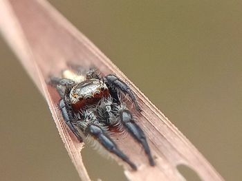 Close-up of housefly