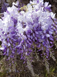 Close-up of purple flowers hanging on plant