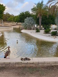 Birds in a lake