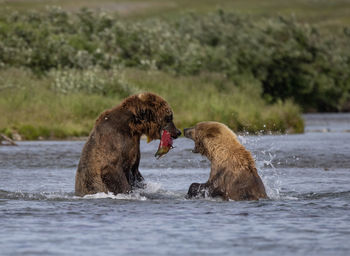 Two brown bears stand in shallow river and fight over a caught king salmon