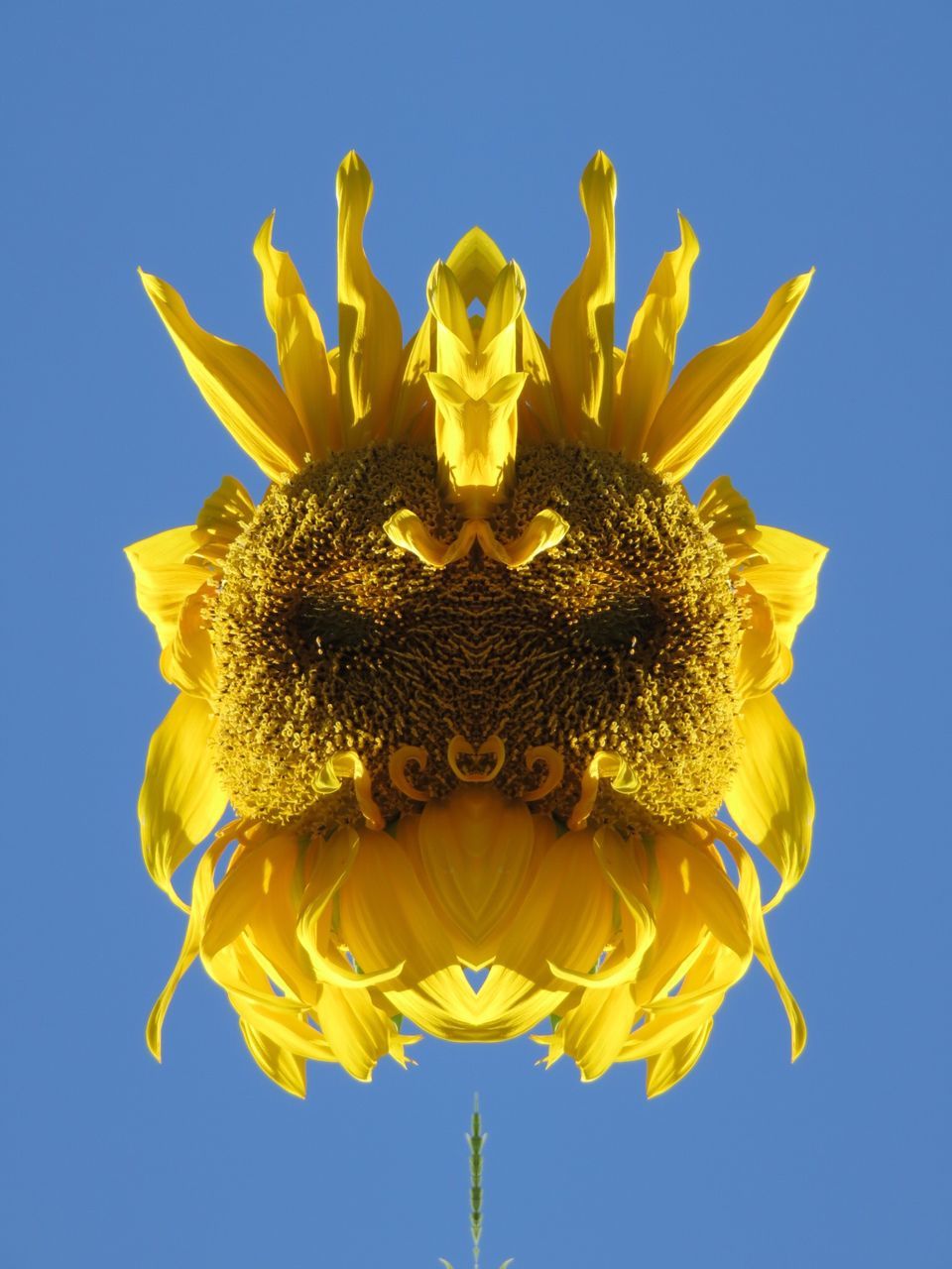 flower, yellow, animal themes, animals in the wild, one animal, wildlife, petal, freshness, clear sky, flower head, fragility, close-up, sunflower, insect, nature, beauty in nature, growth, low angle view, blue, plant