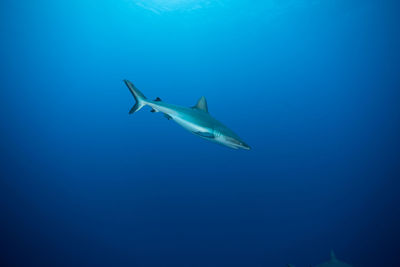 Full length of a shark underwater