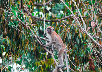 Monkey in a forest