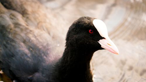 Close-up of duck