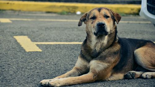 Close-up portrait of dog relaxing on road
