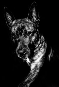 Close-up portrait of dog