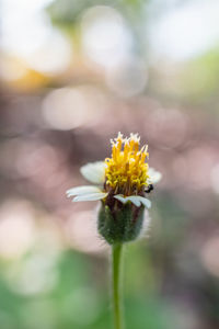 Close-up of yellow flowering plant