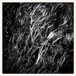 Plants growing on field