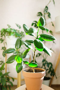 Close-up of potted plant in pot