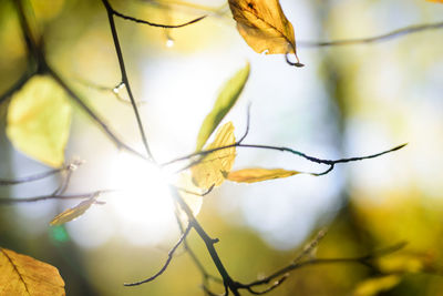 Close-up of grasshopper on branch