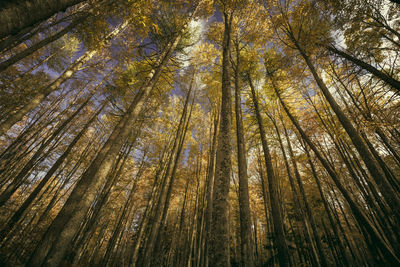 Low angle view of bamboo trees in forest