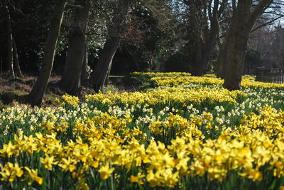 Yellow flowers blooming in field