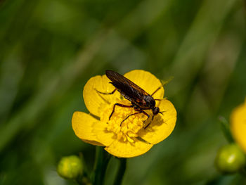 Close-up of insect on yellow flower