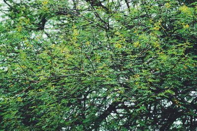 View of trees in forest