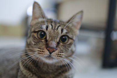 Close-up portrait of a cat