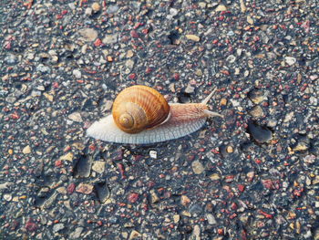 High angle view of snail on wet road