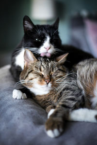 Close-up of cat sleeping on bed