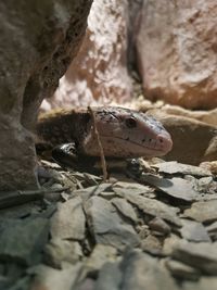 Close-up of frog on rock