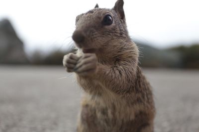 Close-up of squirrel