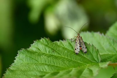 Scorpion fly on green leaf