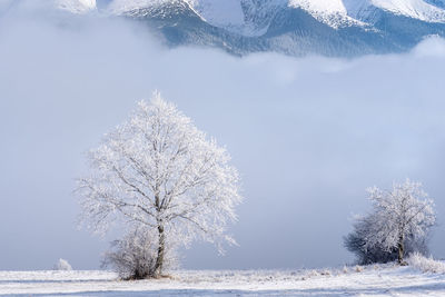 winter