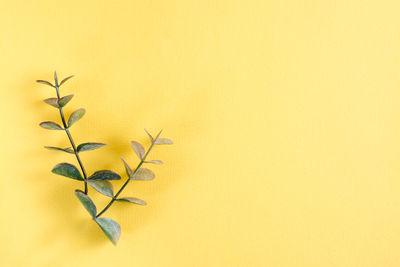 Two sprigs of eucalyptus on a yellow background. natural mockup. top view. copy space