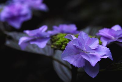 Close-up of purple hydrangea blooming outdoors