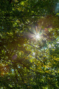 Low angle view of trees in forest against sky