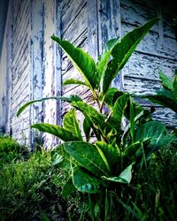 Close-up of fresh green plant