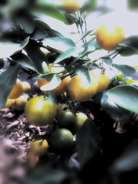 Close-up of leaves against blurred background