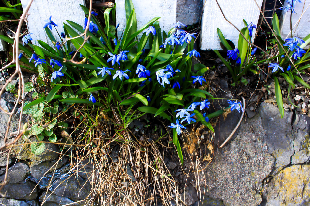 CLOSE-UP OF BLUE FLOWERING PLANTS ON FIELD