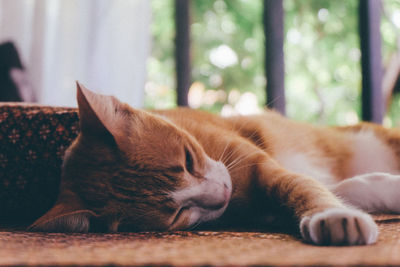 Close-up of cat sleeping