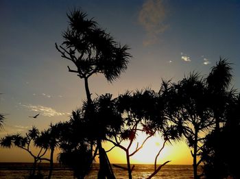 Silhouette of palm trees at sunset