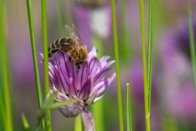 Close-up of bee pollinating on purple flower