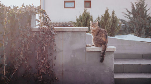 Cat sitting on a wall