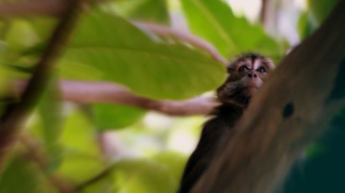 Monkey on tree trunk