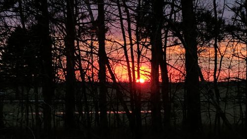 Silhouette trees against sky during sunset