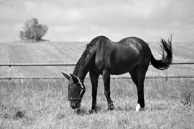 Horse standing on field against sky