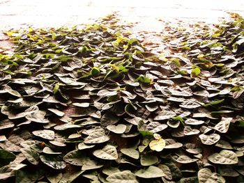 High angle view of plants growing on field