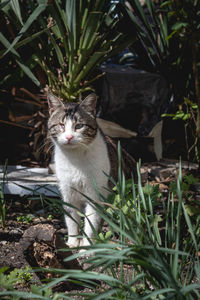 Portrait of a cat in a field