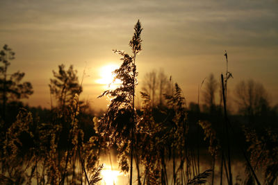 Close-up of silhouette plants against sky during sunrise