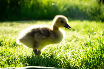 Bird in a field