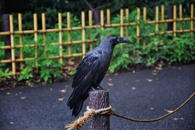 Raven corvus corax bird common beautiful  perched crow traditional japanese garden tokyo japan asia