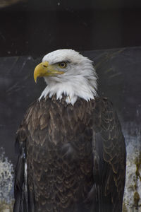 Close-up of bald eagle