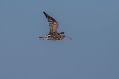 Low angle view of eagle flying against clear blue sky