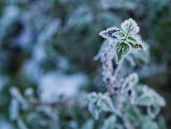 Close-up of frozen plant