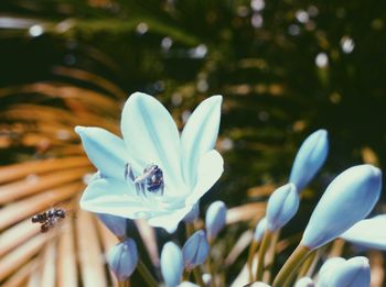 Close-up of insect on flower blooming outdoors