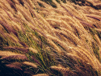 Full frame shot of grass on field