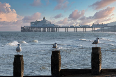 Seagulls on eastbourne seafront with pier in the background